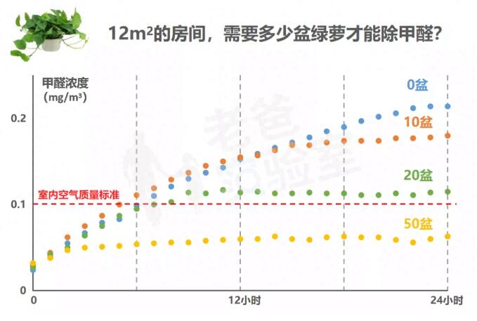 公司用綠蘿除甲醛，到底靠不靠譜？